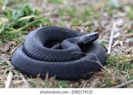 Attēlu rezultāti vaicājumam “Vipera berus”