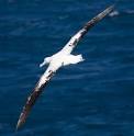 The ALBATROSS Bird: The True Majestic King Of The Skies