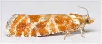 Attēlu rezultāti vaicājumam “Rhyacionia pinicolana”