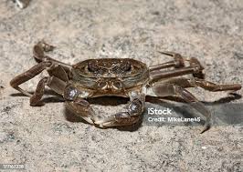 Image result for Eriocheir sinensis