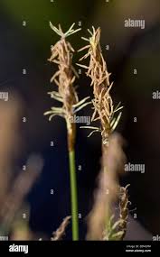 Attēlu rezultāti vaicājumam “Carex davalliana”