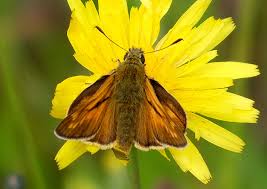 Attēlu rezultāti vaicājumam “Ochlodes sylvanus”