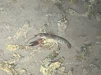 Attēlu rezultāti vaicājumam “Astacus astacus”