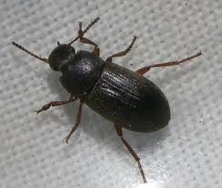 Attēlu rezultāti vaicājumam “Melanotus sp.”