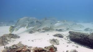 Image result for Argyrosomus japonicus