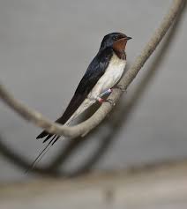 Attēlu rezultāti vaicājumam “Hirundo rustica”