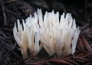 Attēlu rezultāti vaicājumam “Tremellodendropsis tuberosa”