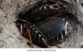 Attēlu rezultāti vaicājumam “Meloe sp. imago”