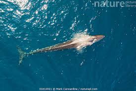 Image result for Balaenoptera borealis