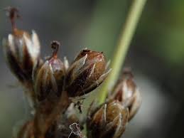 Attēlu rezultāti vaicājumam “Juncus squarrosus fruit”