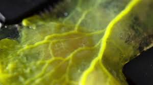 Attēlu rezultāti vaicājumam “Physarum penetrale macro”