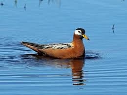 Attēlu rezultāti vaicājumam “Phalaropus fulicarius adult”