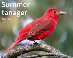 Image result for Piranga rubra