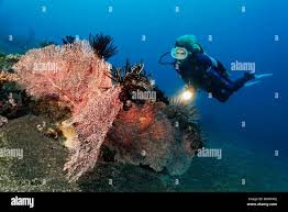 Image result for Three Seas Diving