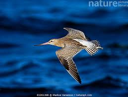 Attēlu rezultāti vaicājumam “Limosa lapponica”