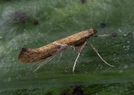 Attēlu rezultāti vaicājumam “Caloptilia stigmatella”