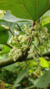 Attēlu rezultāti vaicājumam “Reynoutria sachalinensis leaf”