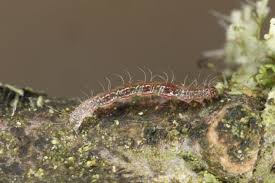 Attēlu rezultāti vaicājumam “Parascotia fuliginaria”