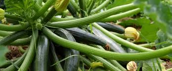 Attēlu rezultāti vaicājumam “Cucurbitaceae”