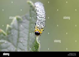 Attēlu rezultāti vaicājumam “Nematus ribesii”