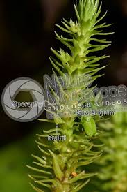 Attēlu rezultāti vaicājumam “Huperzia selago”