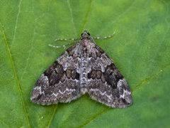 Attēlu rezultāti vaicājumam “Thera variata”