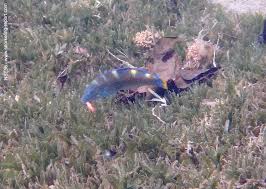 Image result for Halichoeres radiatus