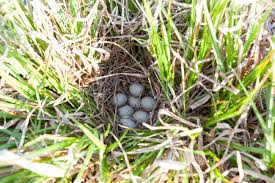 Attēlu rezultāti vaicājumam “Anas platyrhynchos eggs”