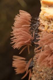 Attēlu rezultāti vaicājumam “Stemonitis axifera stalked”