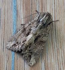 Attēlu rezultāti vaicājumam “Apamea monoglypha”