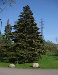 Attēlu rezultāti vaicājumam “Abies veitchii”