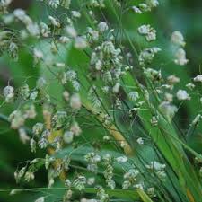 Attēlu rezultāti vaicājumam “Briza media flower”