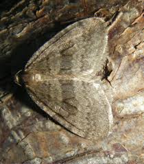 Attēlu rezultāti vaicājumam “Operophtera”