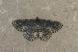 Attēlu rezultāti vaicājumam “Parascotia fuliginaria”
