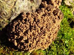 Attēlu rezultāti vaicājumam “Ionomidotis irregularis”