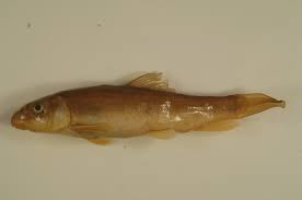 Image result for Catostomus commersonii