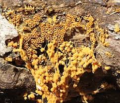 Attēlu rezultāti vaicājumam “Hemitrichia clavata stalked”