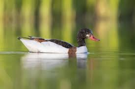 Attēlu rezultāti vaicājumam “Tadorna tadorna juvenile”