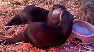 Image result for Worthing Otters