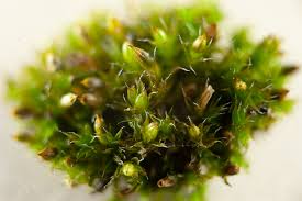 Attēlu rezultāti vaicājumam “Orthotrichum diaphanum”