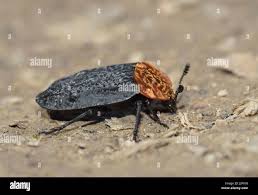 Attēlu rezultāti vaicājumam “Oiceoptoma thoracicum”