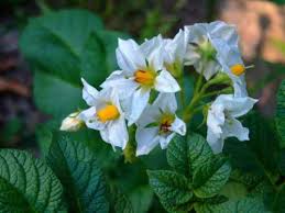 Attēlu rezultāti vaicājumam “Solanum tuberosum flower”