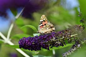 Attēlu rezultāti vaicājumam “Vanessa cardui”