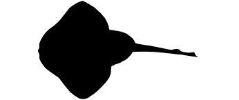 Image result for Leucoraja ocellata