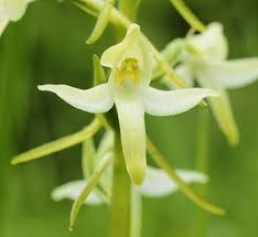 Attēlu rezultāti vaicājumam “Platanthera bifolia leaf”