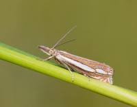 Attēlu rezultāti vaicājumam “Crambus silvella”