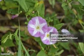 Attēlu rezultāti vaicājumam “Convolvulus arvensis flower”