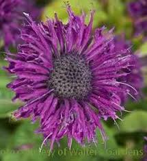 Image result for Monarda didyma