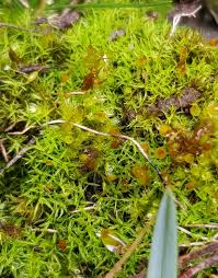 Attēlu rezultāti vaicājumam “Weissia brachycarpa”