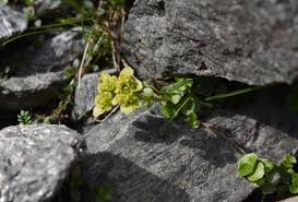 Attēlu rezultāti vaicājumam “Chrysosplenium alternifolium bud”